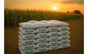 Silagem de milho ensacada R$ 18,90 saco de 25kg